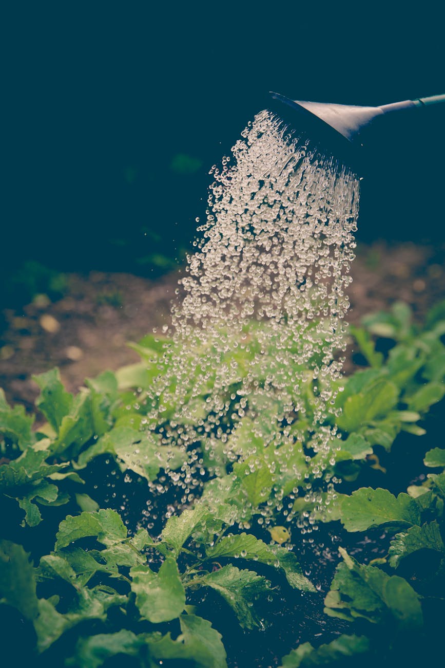 04/11/2024|Ps 147 – Under the Gardener’s Care – Finding Healing
