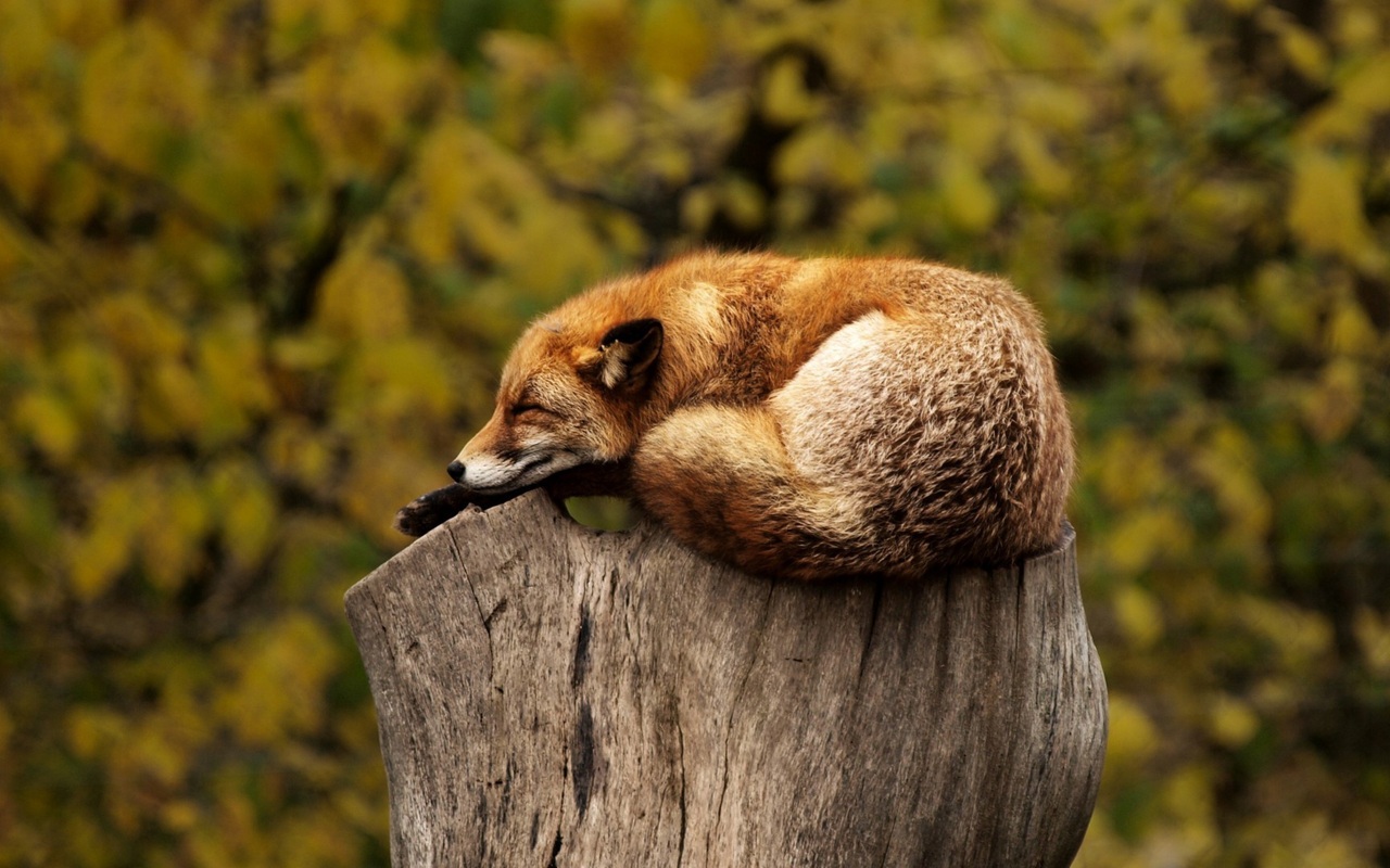 07/11/2024|Ps 104 – Marveling at God’s Creation