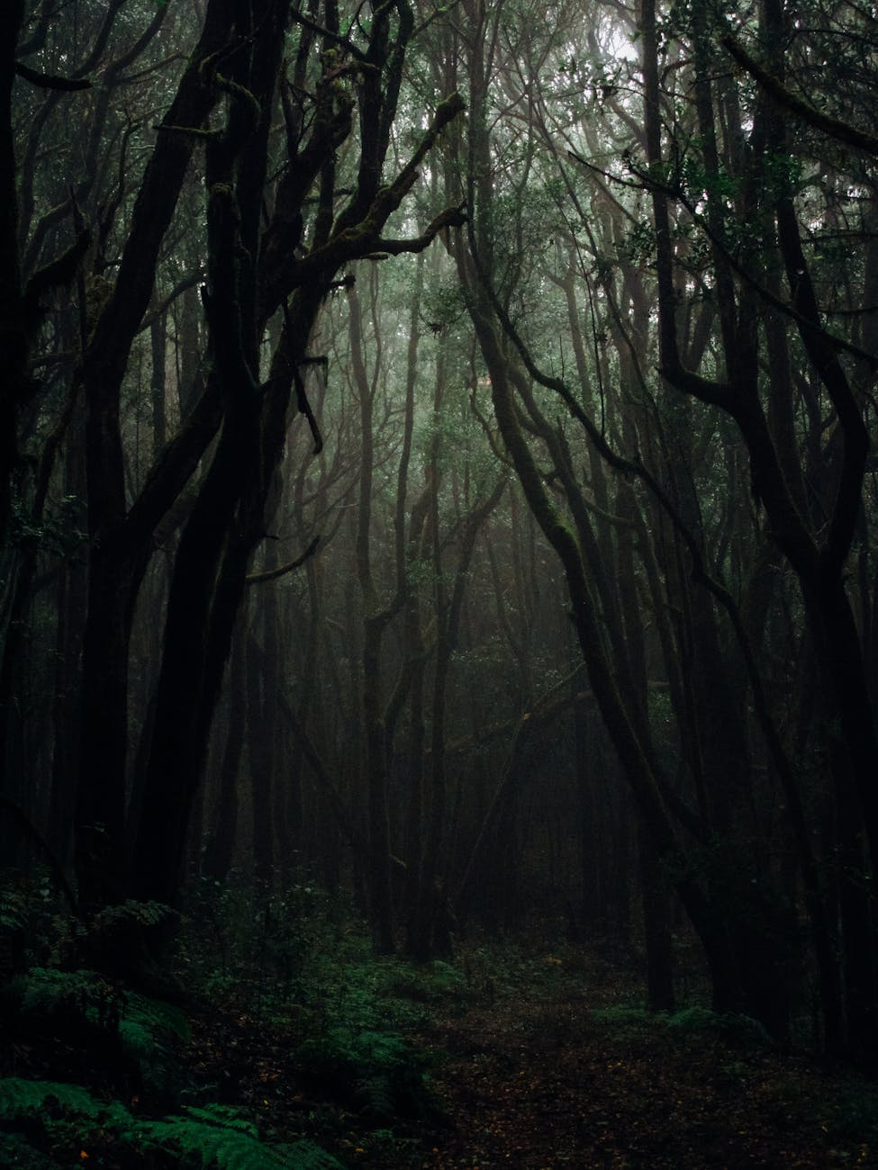 A Flight from the Dark