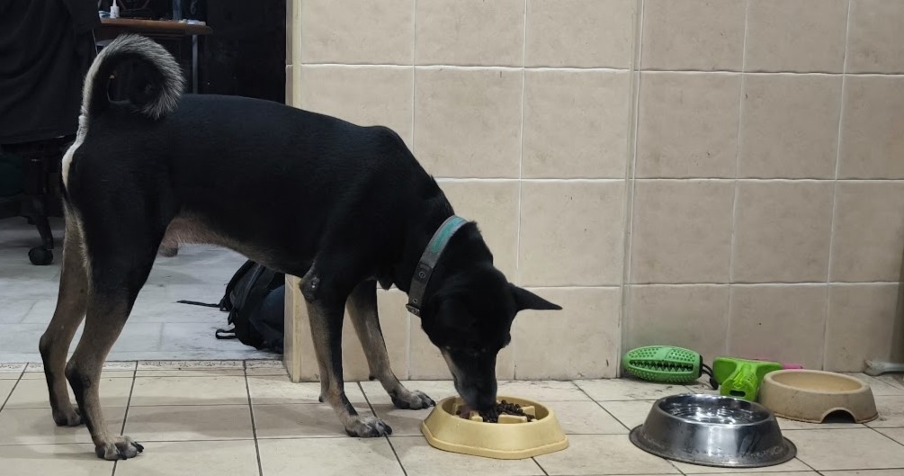 Ben’s Visit to the Vet