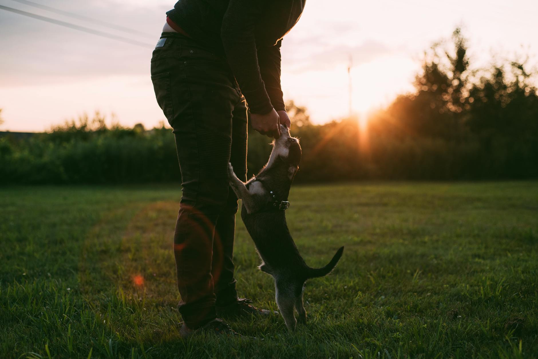 The Old Man and His Dog