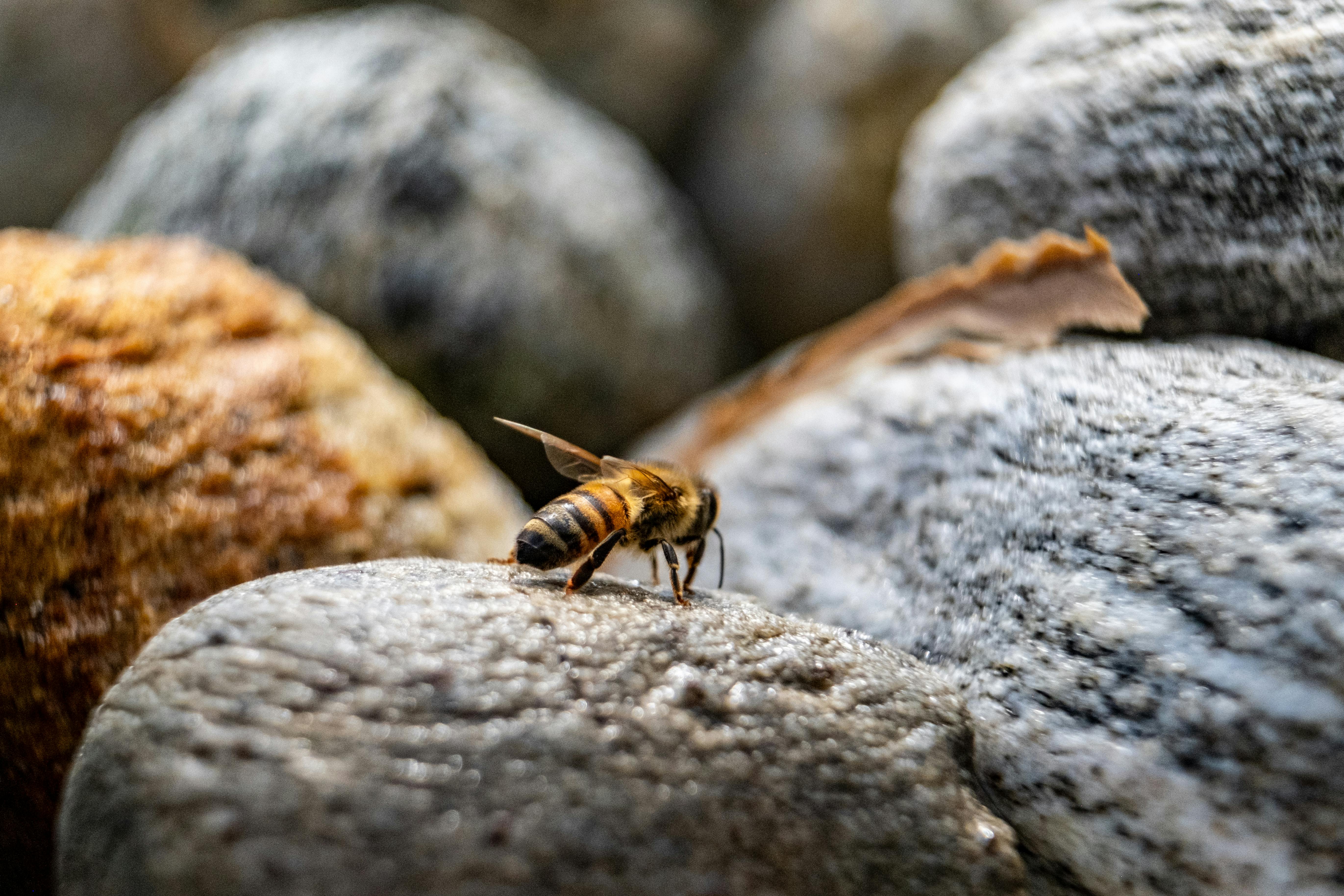 Experiencing God Personally Part 3: Tasting the Honey in the Rock