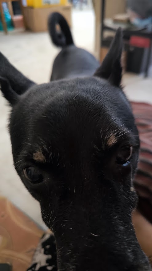 My Dog Ben: Navigating the Dark